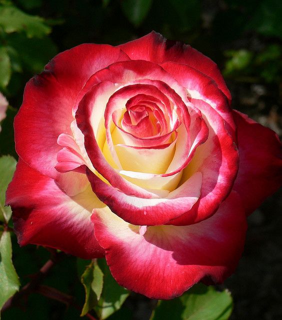 Double Delight Rose